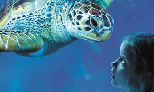 sealife